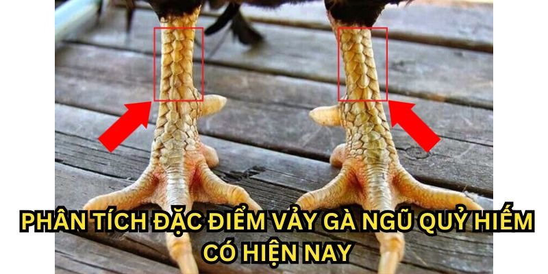 Đánh giá sức mạnh của chiến kê có vảy gà ngũ quỷ