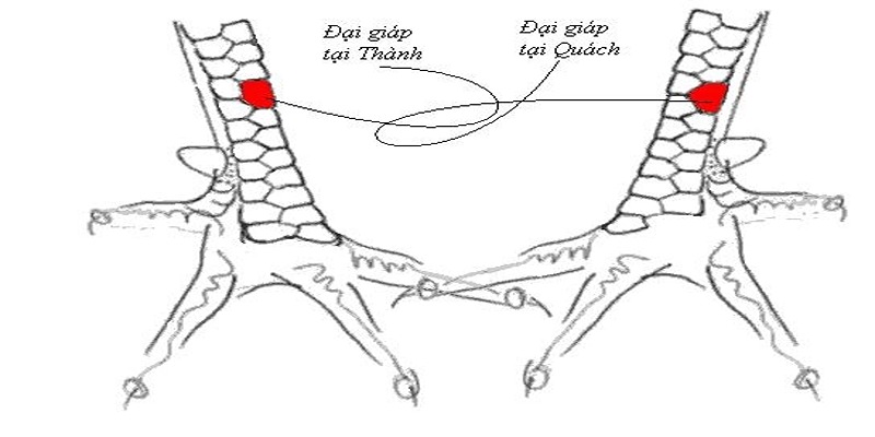 Đặc điểm nhận dạng vảy gà tam tài tứ quý