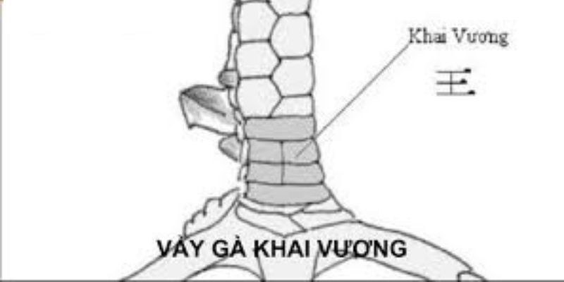 Vảy khai vương - Vảy gà chọi có dáng hình chữ vương 