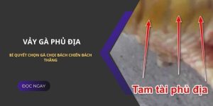 Vảy Gà Phủ Địa - Bí Quyết Chọn Gà Chọi Bách Chiến Bách Thắng