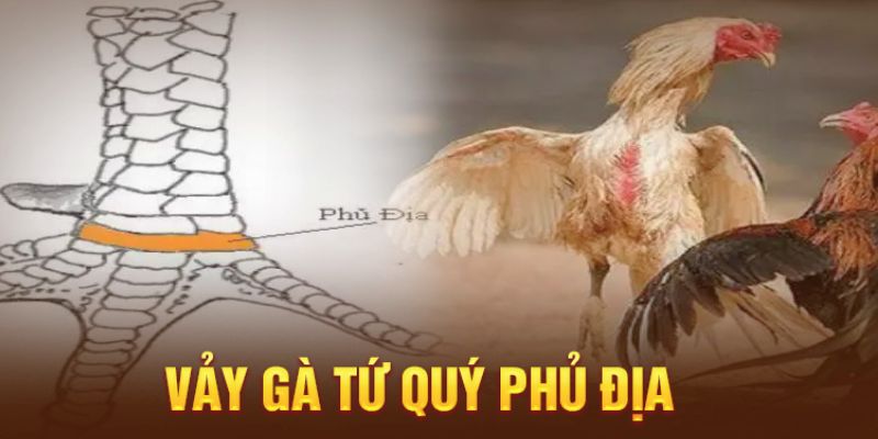 Vảy Gà Phủ Địa - Gà phủ địa mang ý nghĩa lớn trong thi đấu