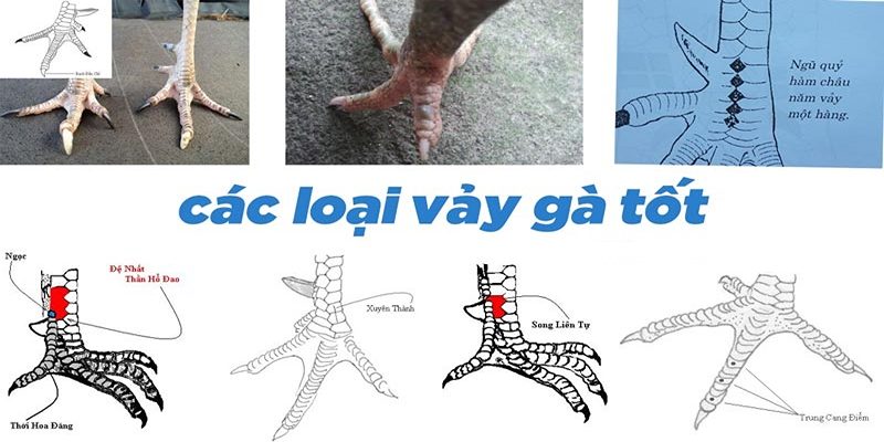 Top 5+ loại vảy quý sư kê không nên bỏ qua